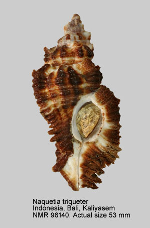 Naquetia triqueter (3).jpg - Naquetia triqueter (Born,1778)